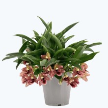 Promenaea Sunlight mit braun gefleckten Blüten Promenaea Sunlight mit braun gefleckten Blüten