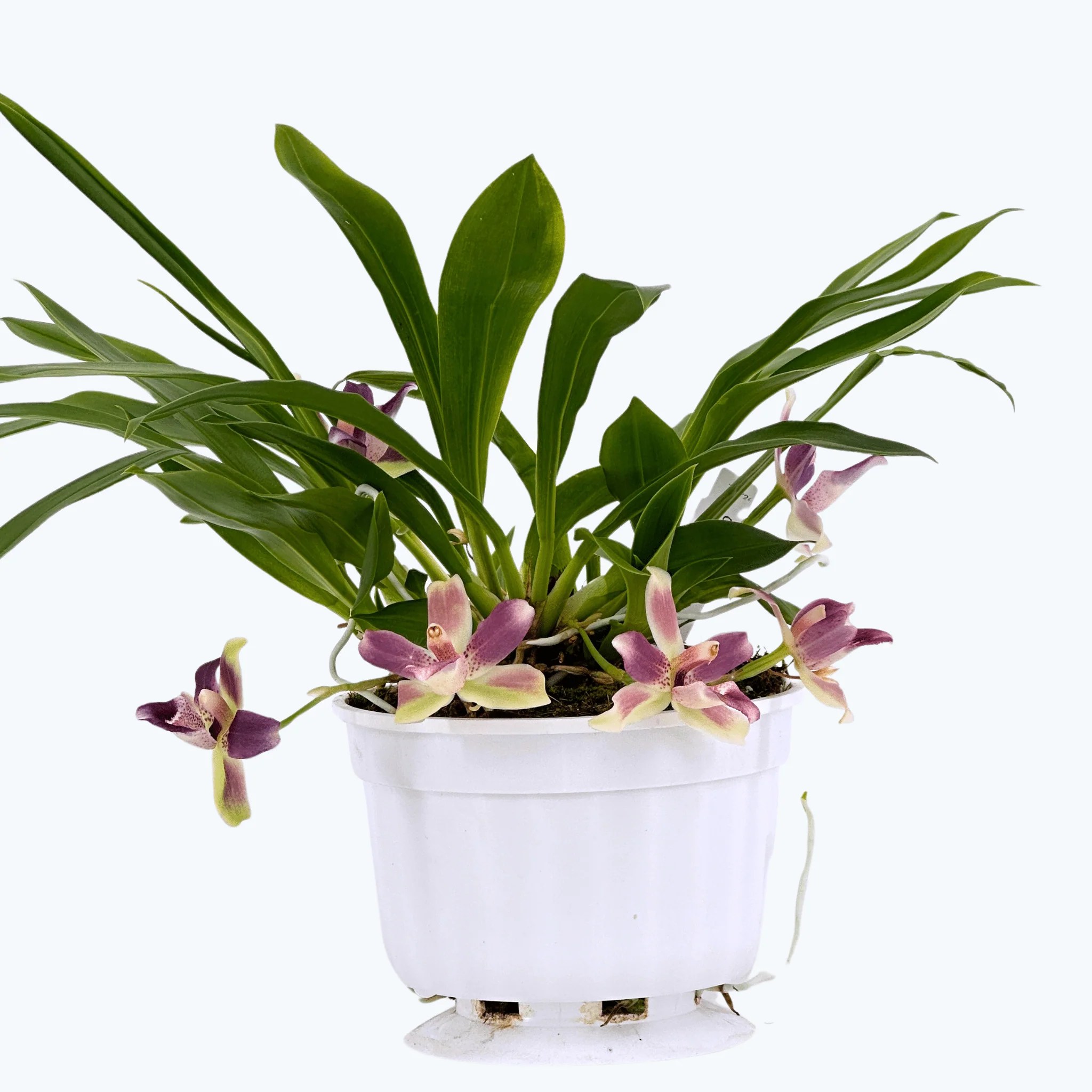 Cochleanthes im Ampeltopf mit blau-weißen Blüten Cochleanthes im Ampeltopf mit blau-weißen Blüten