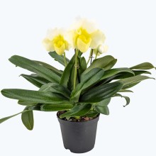 Frauenschuh XL Paphiopedilum White Zoé mit weißer Blüte und 3 Rispen Frauenschuh XL Paphiopedilum White Zoé mit weißer Blüte und 3 Rispen