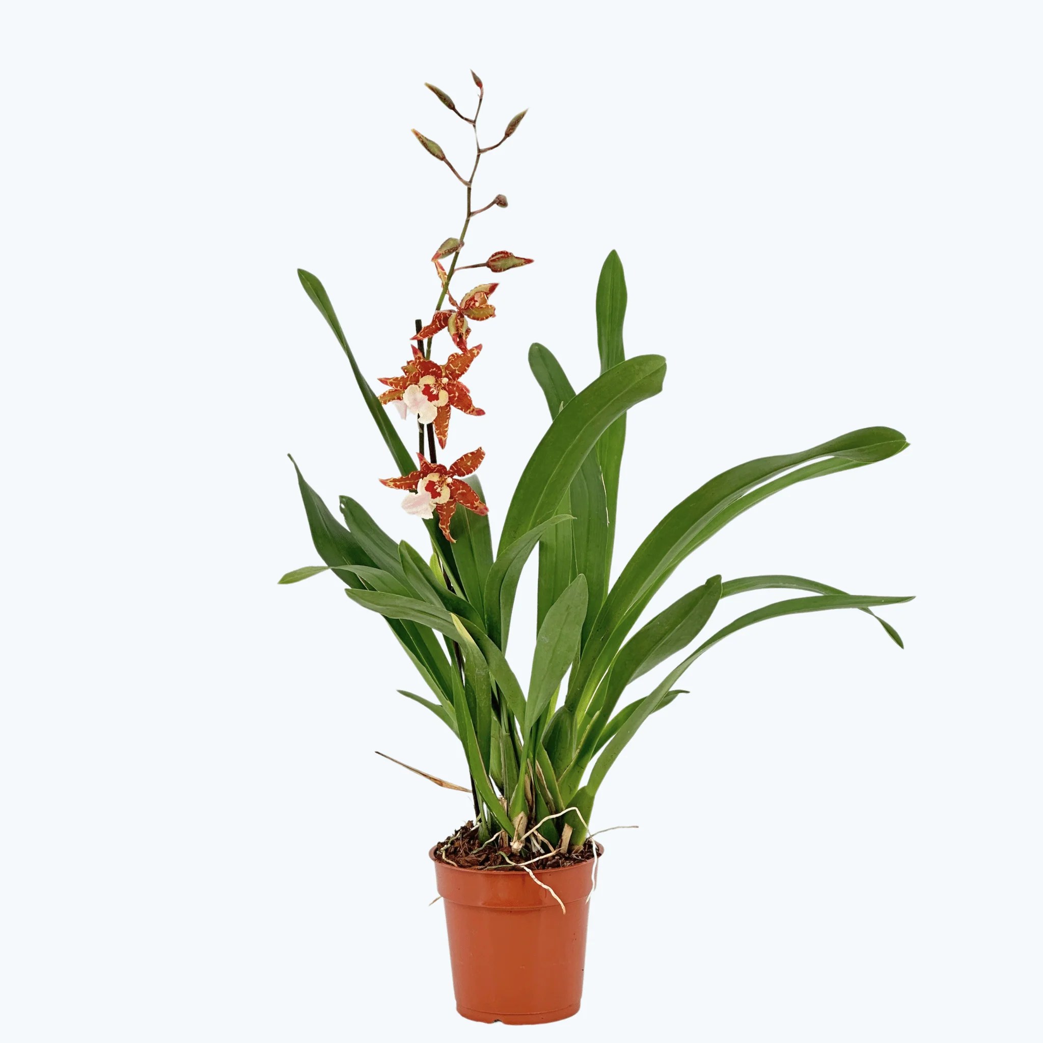 Cambria Tiger Orange mit 3 Rispen Cambria Tiger Orange mit 3 Rispen