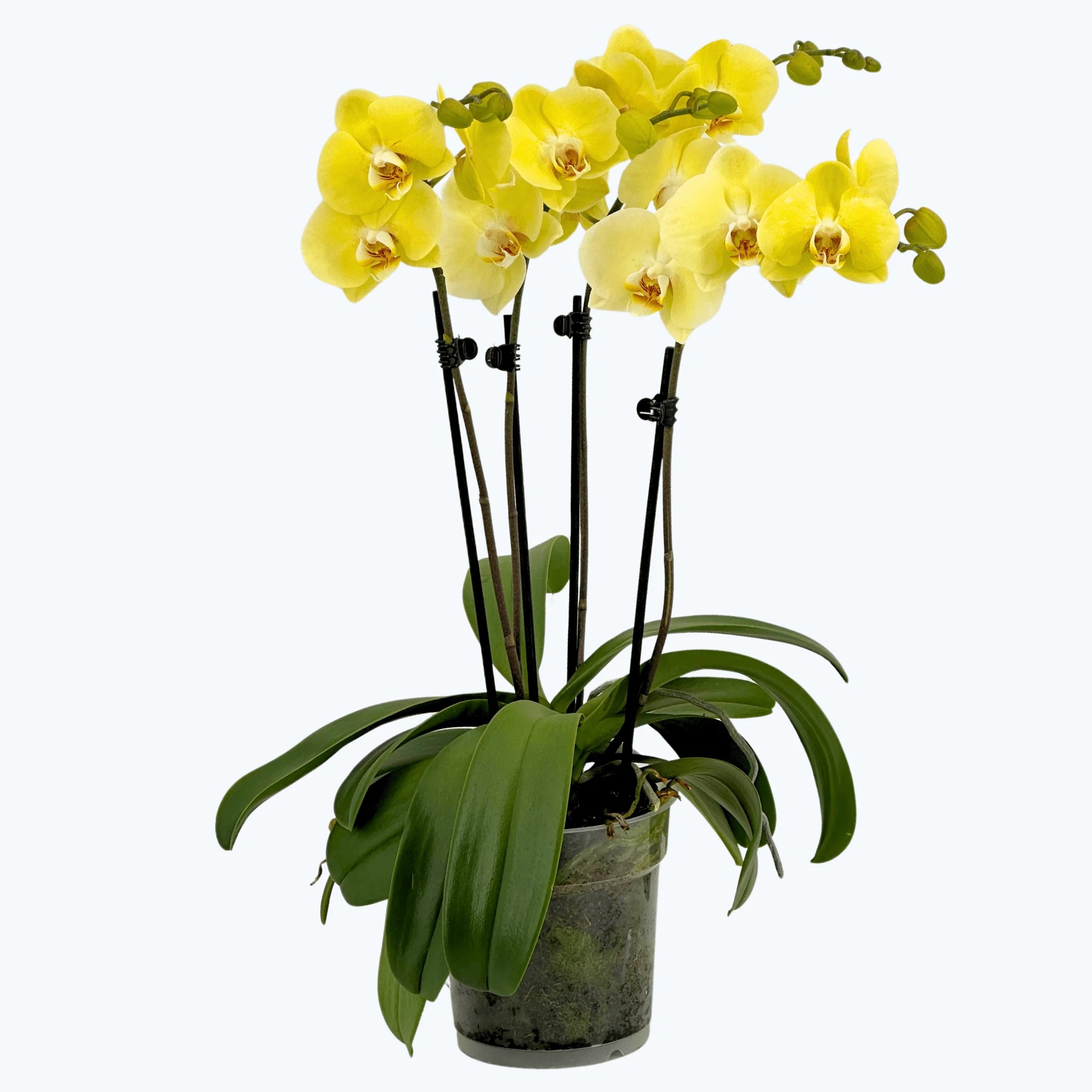 Große Two of Us Cremona mit buttergelben Blüten und 4 Rispen Große Two of Us Cremona mit buttergelben Blüten und 4 Rispen