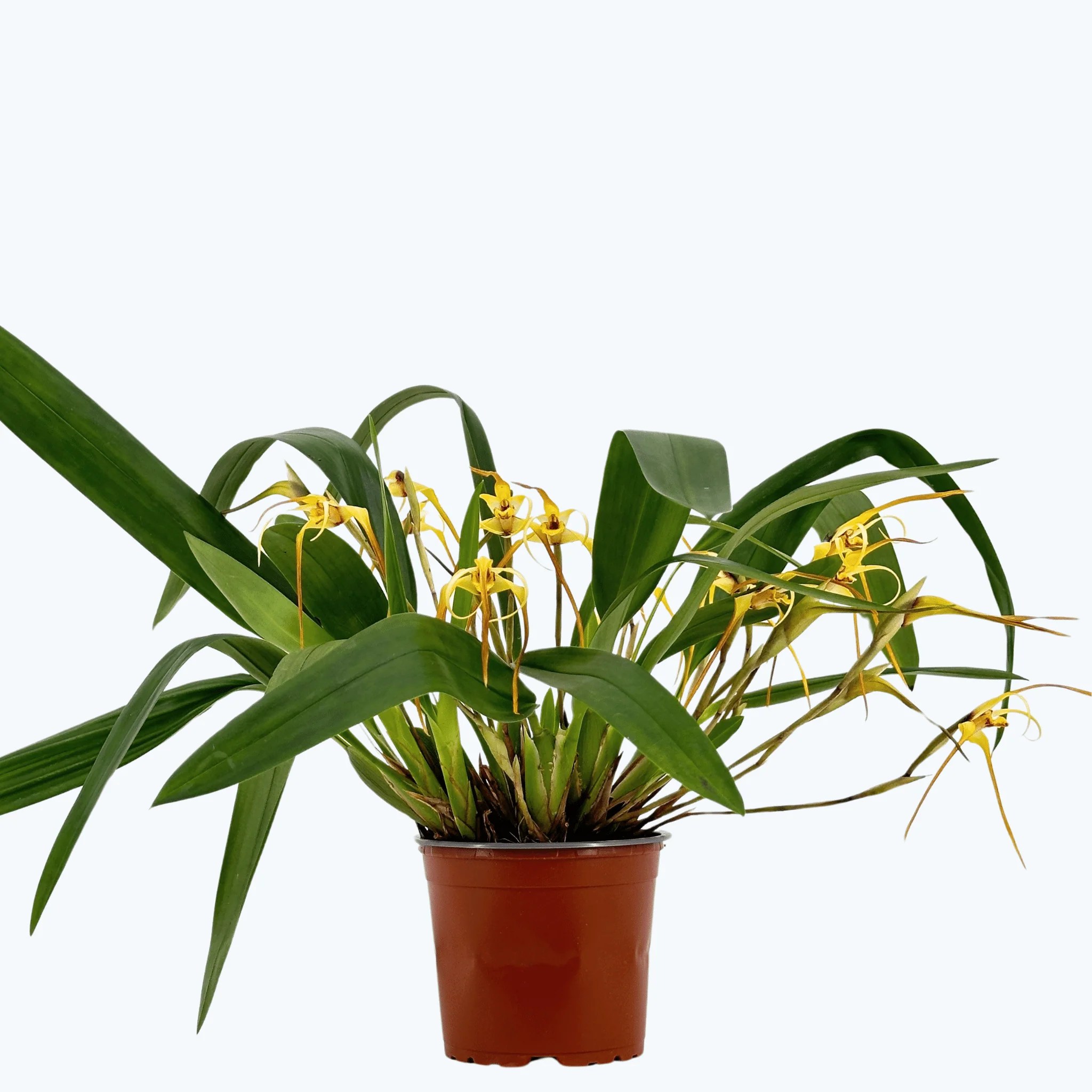 Maxillaria bradei Hybride im 12cm Topf mit gelben Blüten und 10+ Blüten Maxillaria bradei Hybride im 12cm Topf mit gelben Blüten und 10+ Blüten