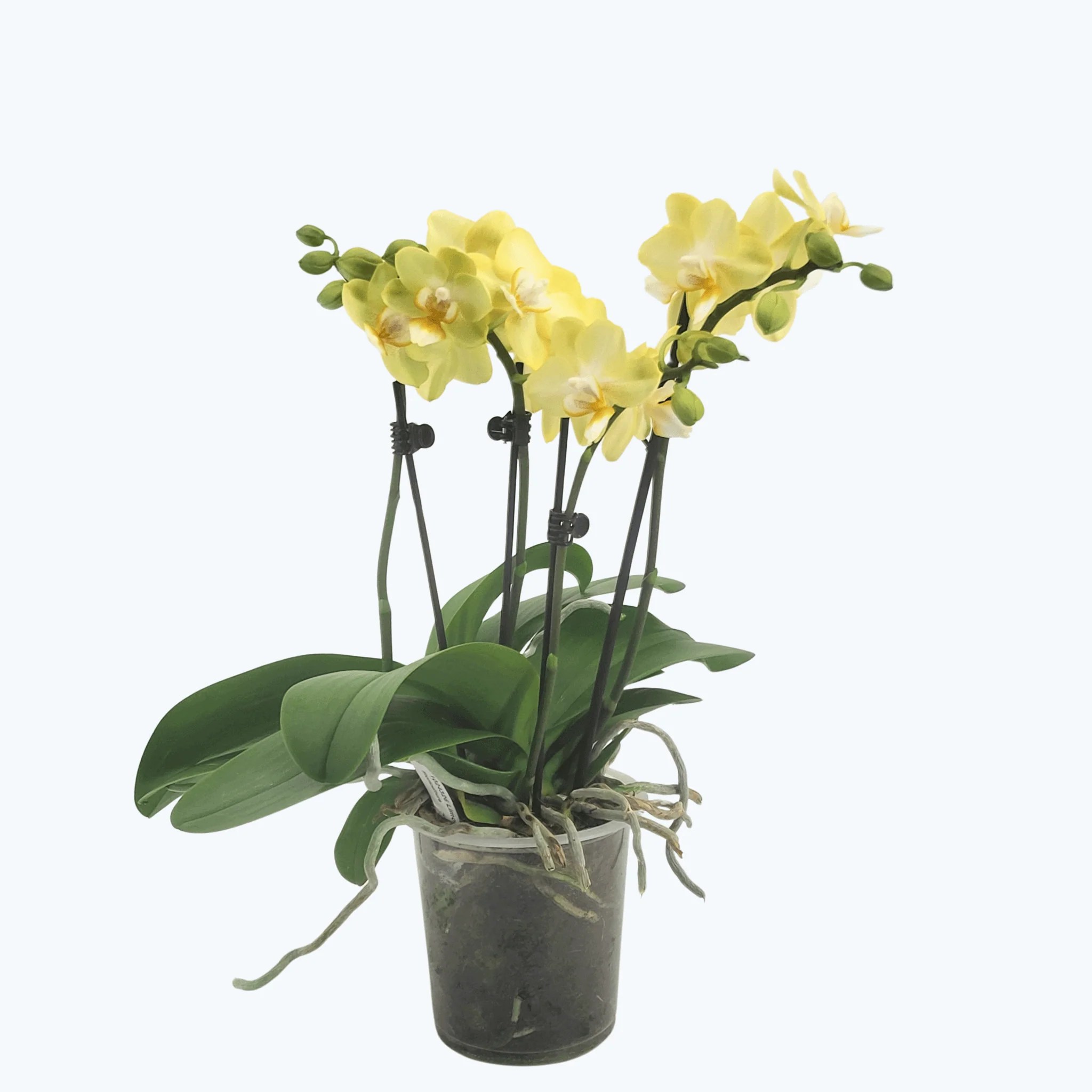 Große Two of Us Limone mit hellgelben Blüten und 4 Rispen Große Two of Us Limone mit hellgelben Blüten und 4 Rispen