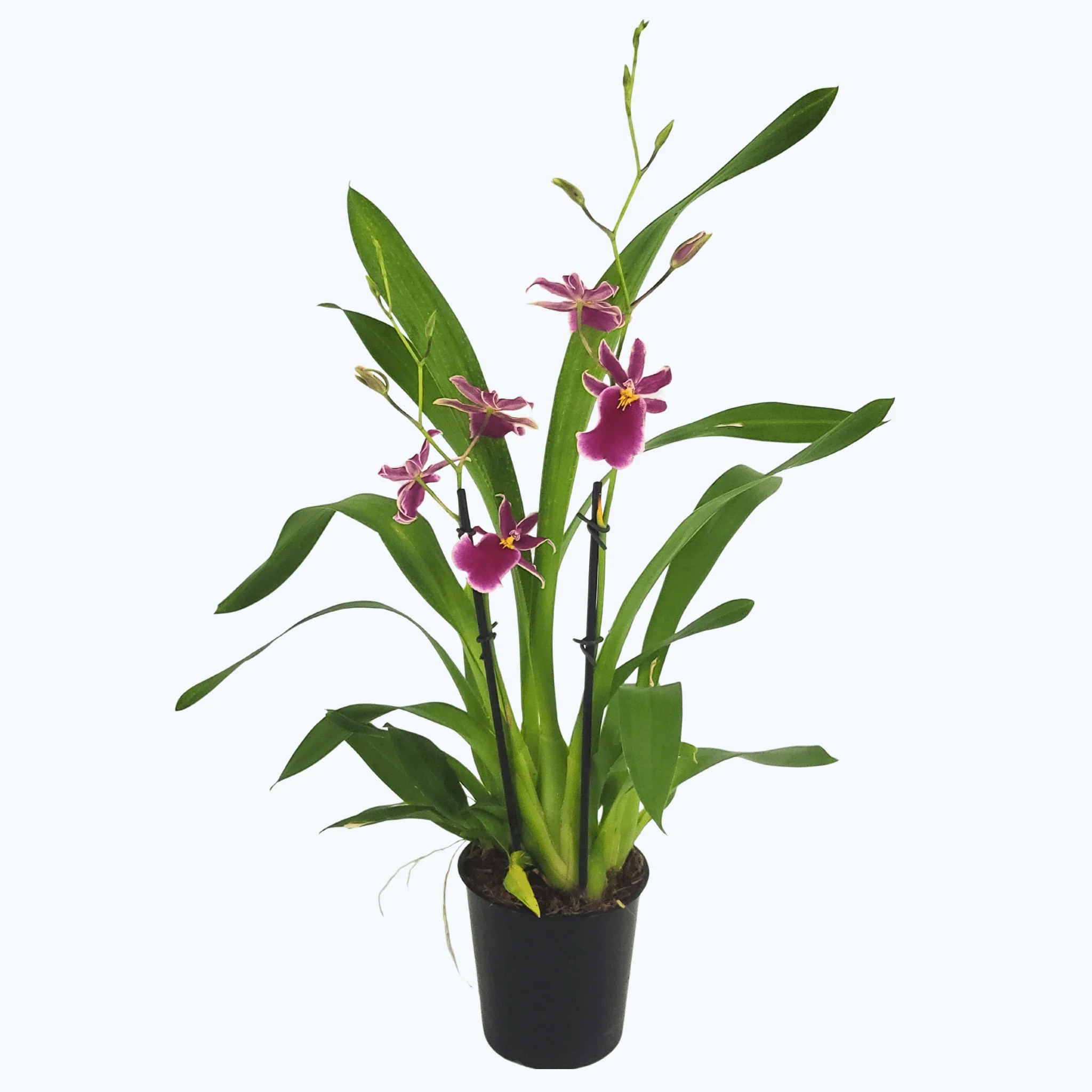 Miltonidium Klara mit pinken Blüten und 2+ Rispen im 12cm Topf Miltonidium Klara mit pinken Blüten und 2+ Rispen im 12cm Topf