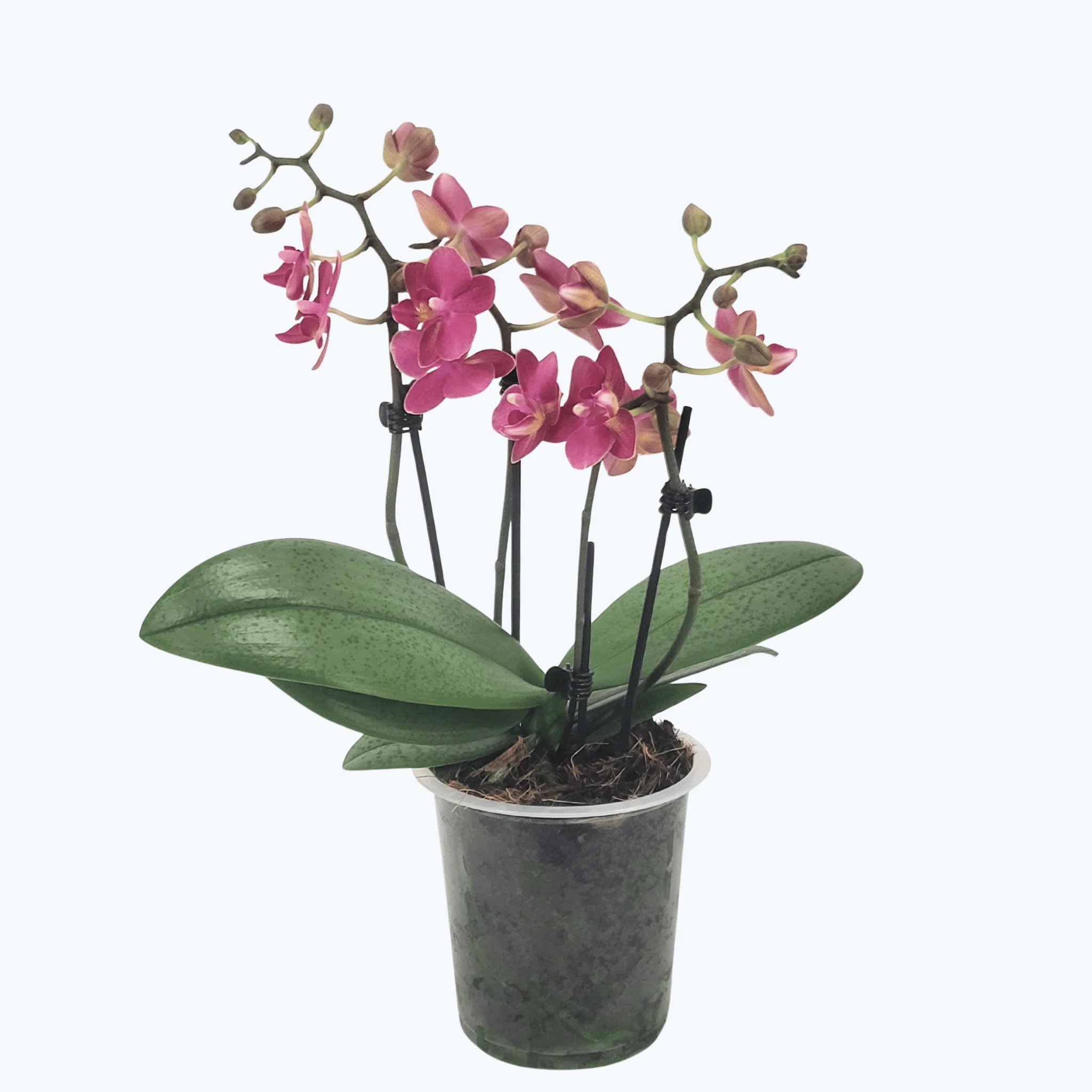 Duftorchidee Secret Fragrance mit rot-pinken Blüten und 4 Rispen im 12cm Topf Duftorchidee Secret Fragrance mit rot-pinken Blüten und 4 Rispen im 12cm Topf