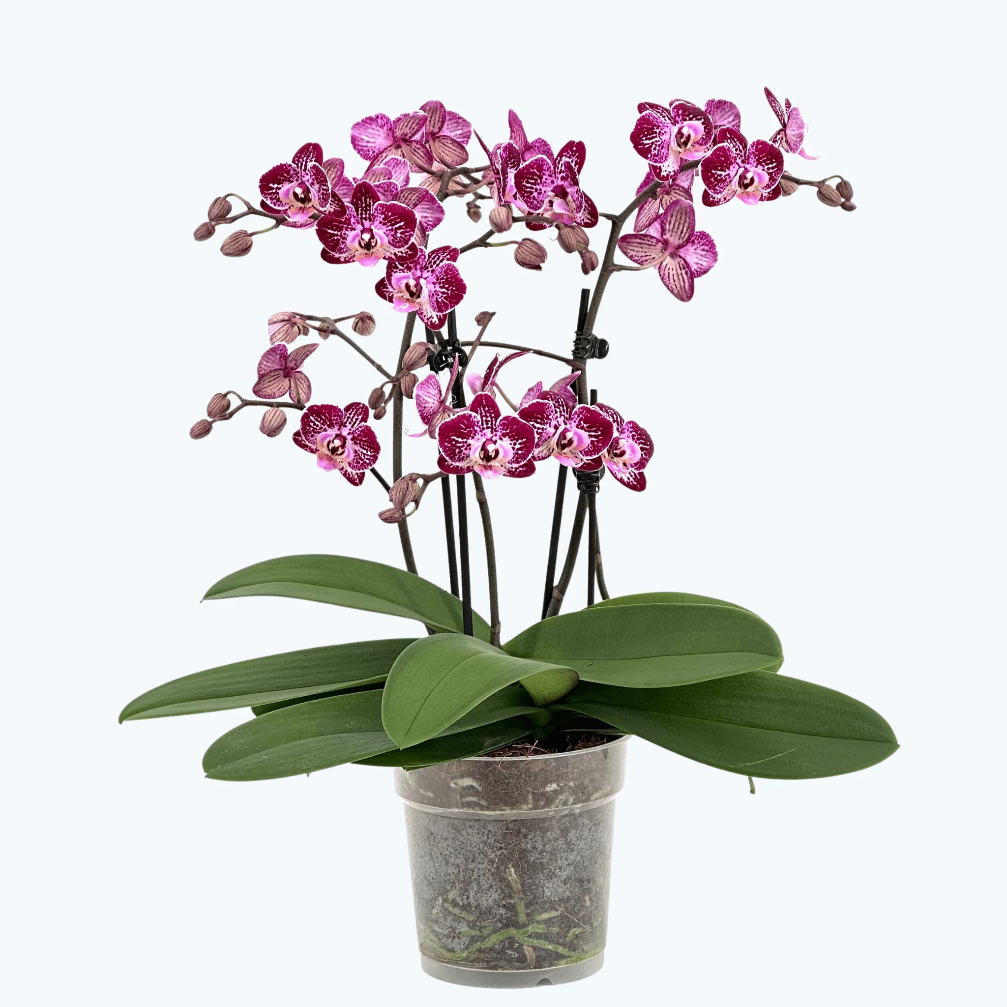 Große Two of Us Coco Purple Rain mit lila-gefleckten Blüten und 4+ Rispen Große Two of Us Coco Purple Rain mit lila-gefleckten Blüten und 4+ Rispen