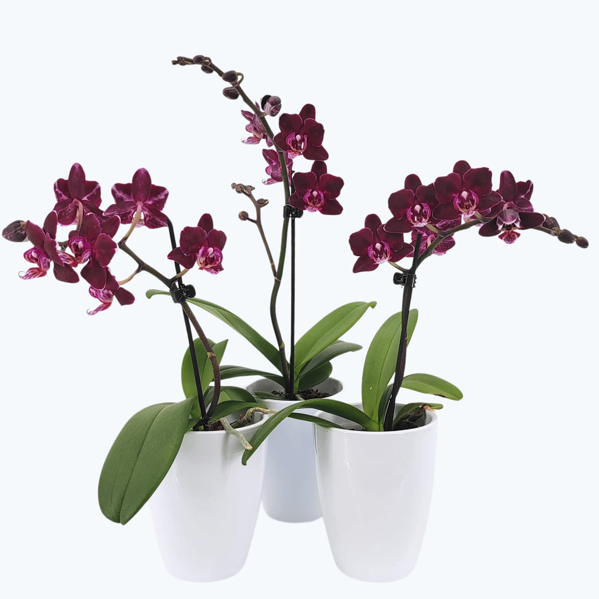 Table Dance Aliyah Black mit bordeauxroten Blüten im 3er Set mit 1 Rispe inkl. Keramik Table Dance Aliyah Black mit bordeauxroten Blüten im 3er Set mit 1 Rispe inkl. Keramik