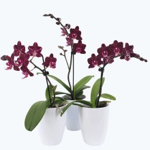 Table Dance Aliyah Black mit bordeauxroten Blüten im 3er Set mit 1 Rispe inkl. Keramik Table Dance Aliyah Black mit bordeauxroten Blüten im 3er Set mit 1 Rispe inkl. Keramik