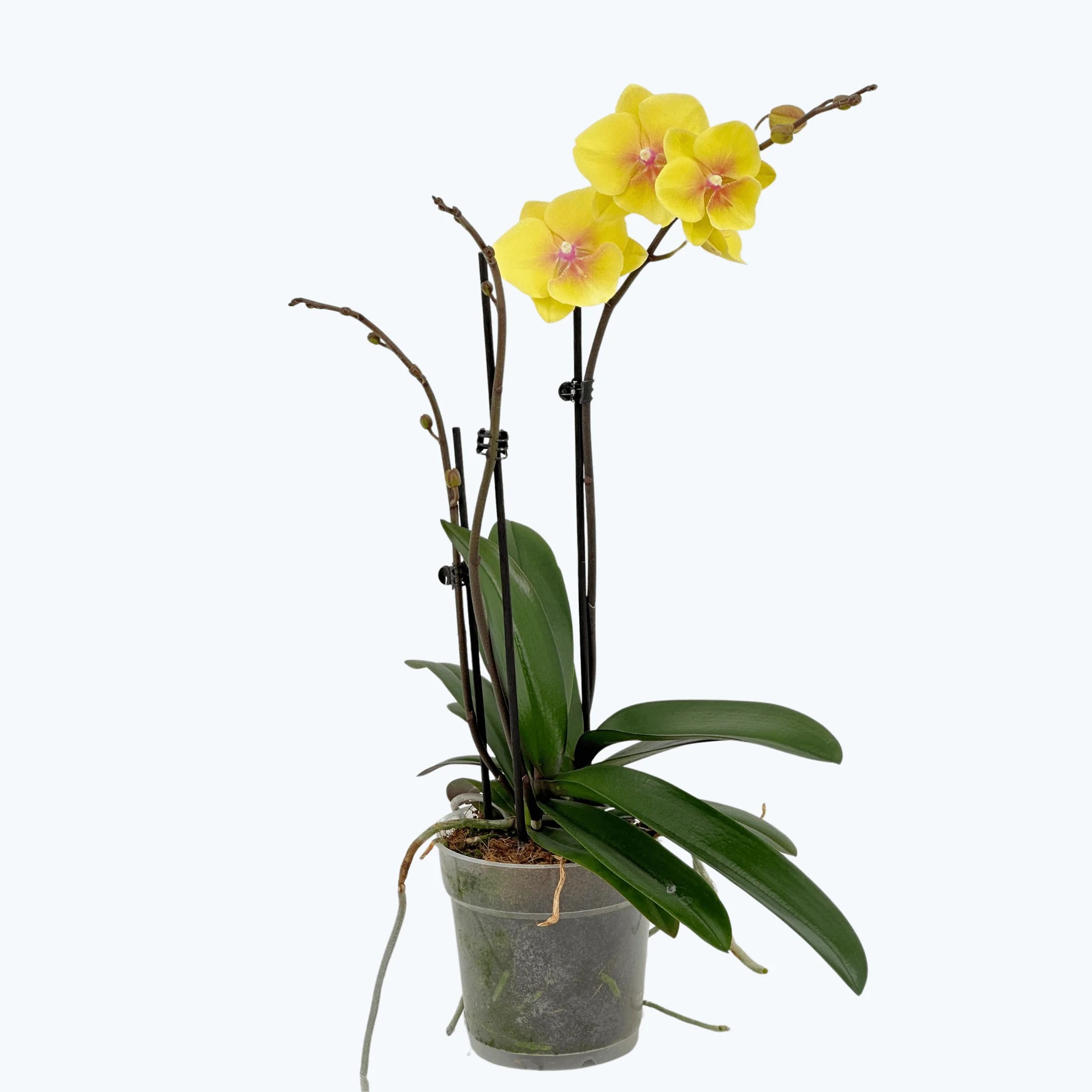 Große Two of Us Manta Palau mit gelben Blüten und 3 Rispen Große Two of Us Manta Palau mit gelben Blüten und 3 Rispen