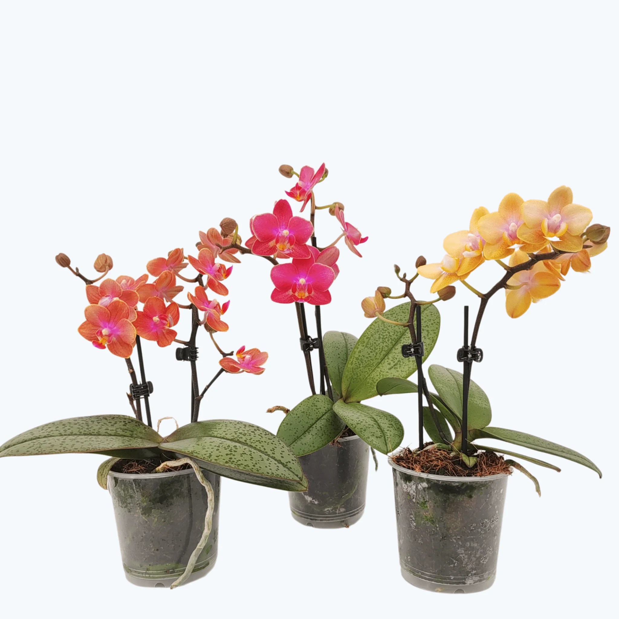 Duftorchideen Table Dance im 3er Set mit 2 Rispen Duftorchideen Table Dance im 3er Set mit 2 Rispen