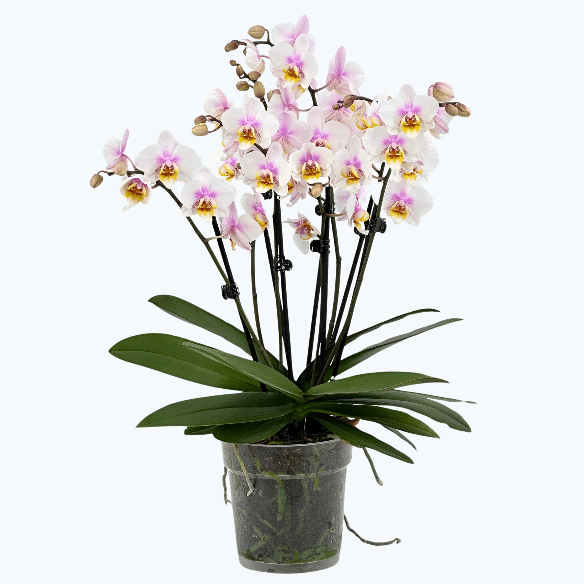 Große Two of Us San José mit zartrosa Blüten und 7+ Rispen Große Two of Us San José mit zartrosa Blüten und 7+ Rispen