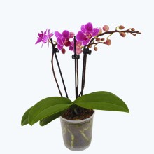 Table Dance Caracas mit violett-gestreiften Blüten und 2 Rispen Table Dance Caracas mit violett-gestreiften Blüten und 2 Rispen