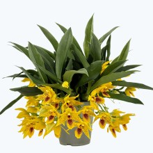 Promenaea Sunlight in verschiedenen farben Promenaea Sunlight in verschiedenen farben