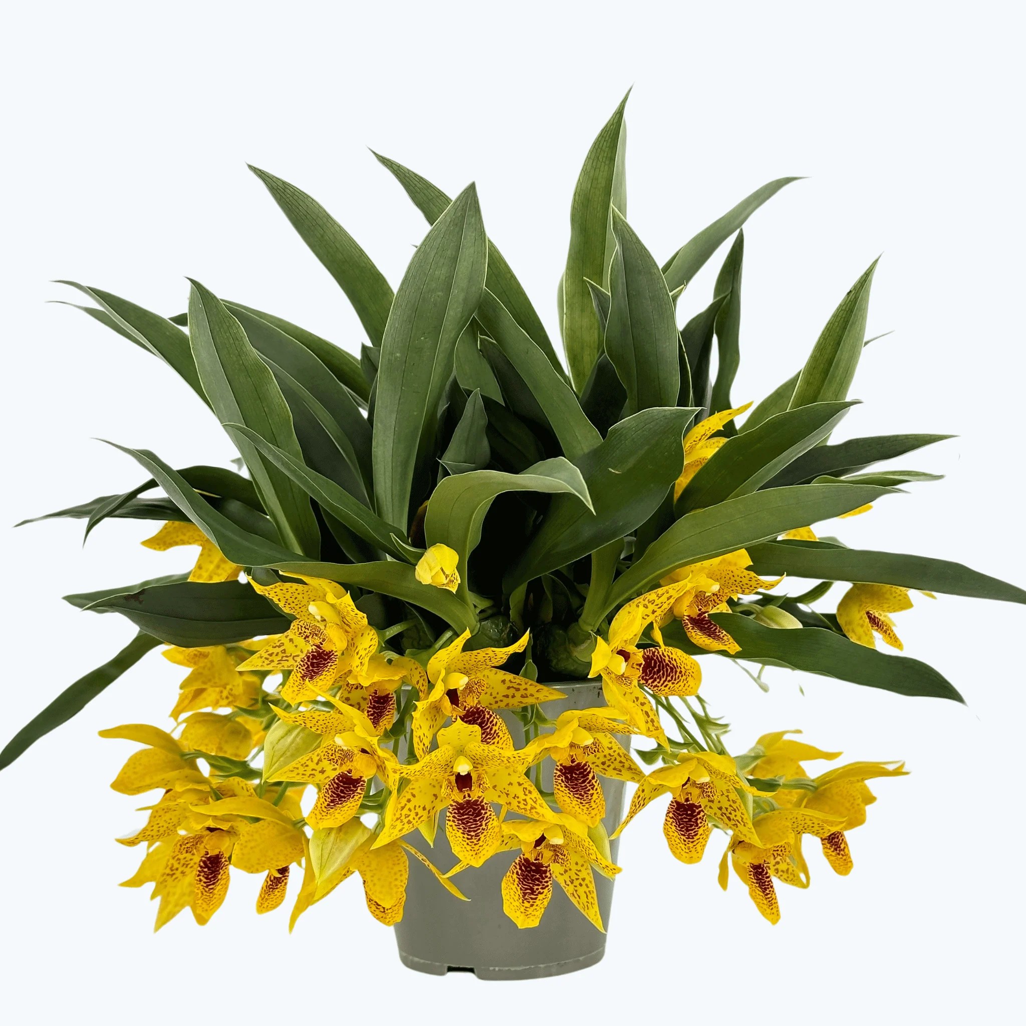 Promenaea Sunlight in verschiedenen Farben Promenaea Sunlight in verschiedenen Farben