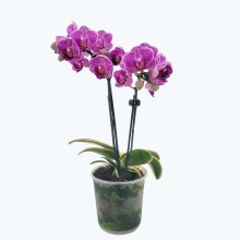 Phalaenopsis Vivien variegata mit panaschiertem Laub und 2 Rispen Phalaenopsis Vivien variegata mit panaschiertem Laub und 2 Rispen
