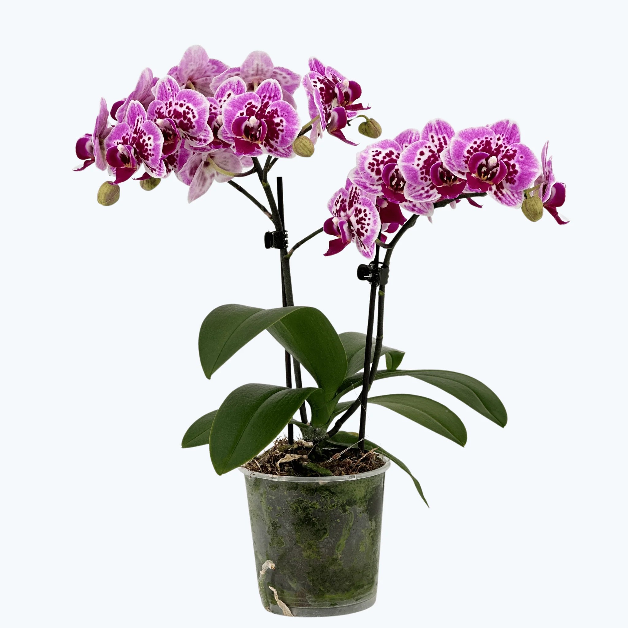 Table Dance Diamond Girl mit pink getupften Blüten und 2 Rispen Table Dance Diamond Girl mit pink getupften Blüten und 2 Rispen