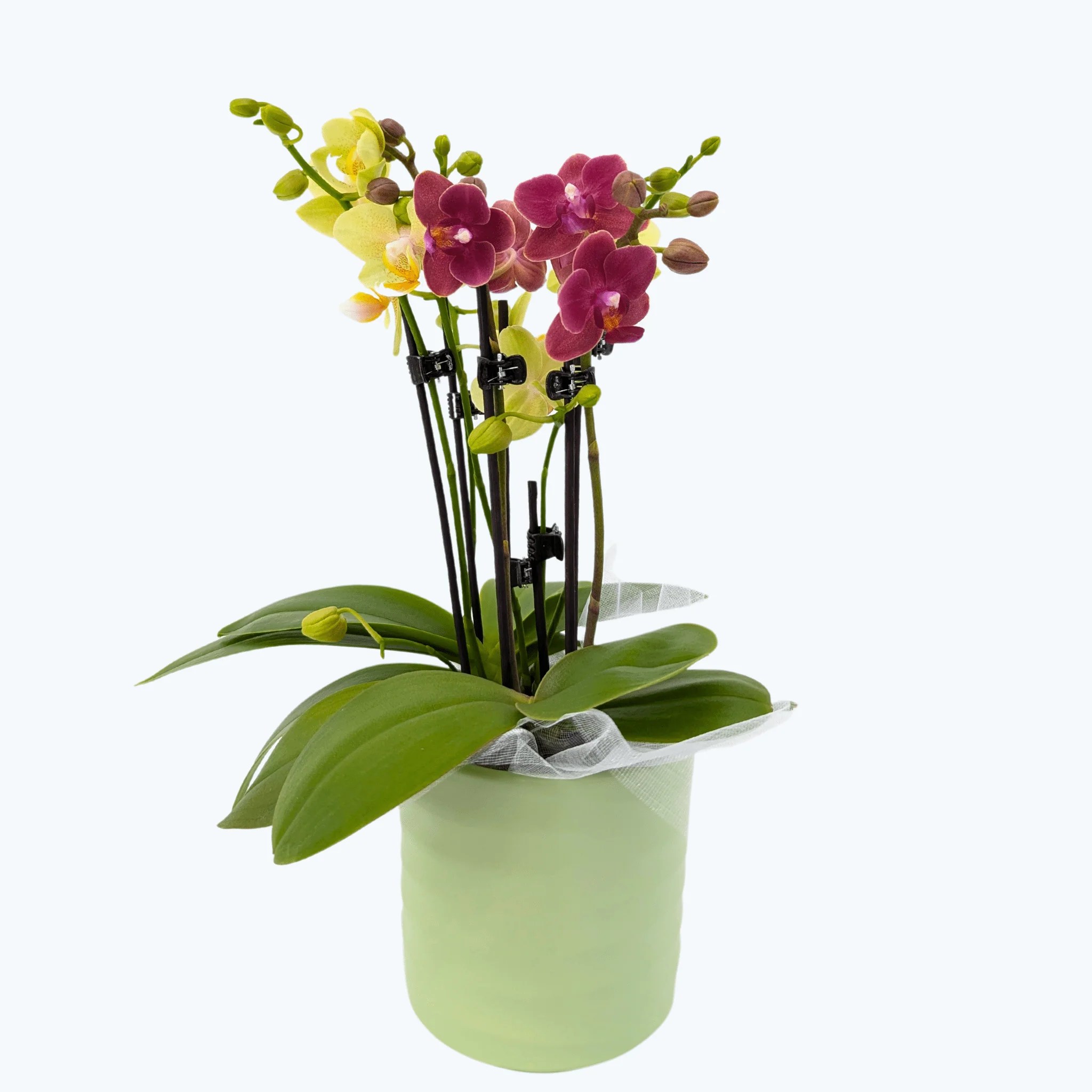 Cocktail Orchidee mit gelb-roten Blüten und 3+ Rispen, Keramik und Dekovlies Cocktail Orchidee mit gelb-roten Blüten und 3+ Rispen, Keramik und Dekovlies