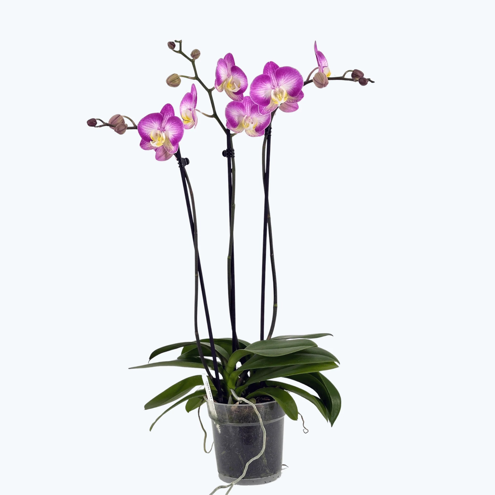 Große Two of Us Split mit pink-weißen Blüten und 3 Rispen Große Two of Us Split mit pink-weißen Blüten und 3 Rispen