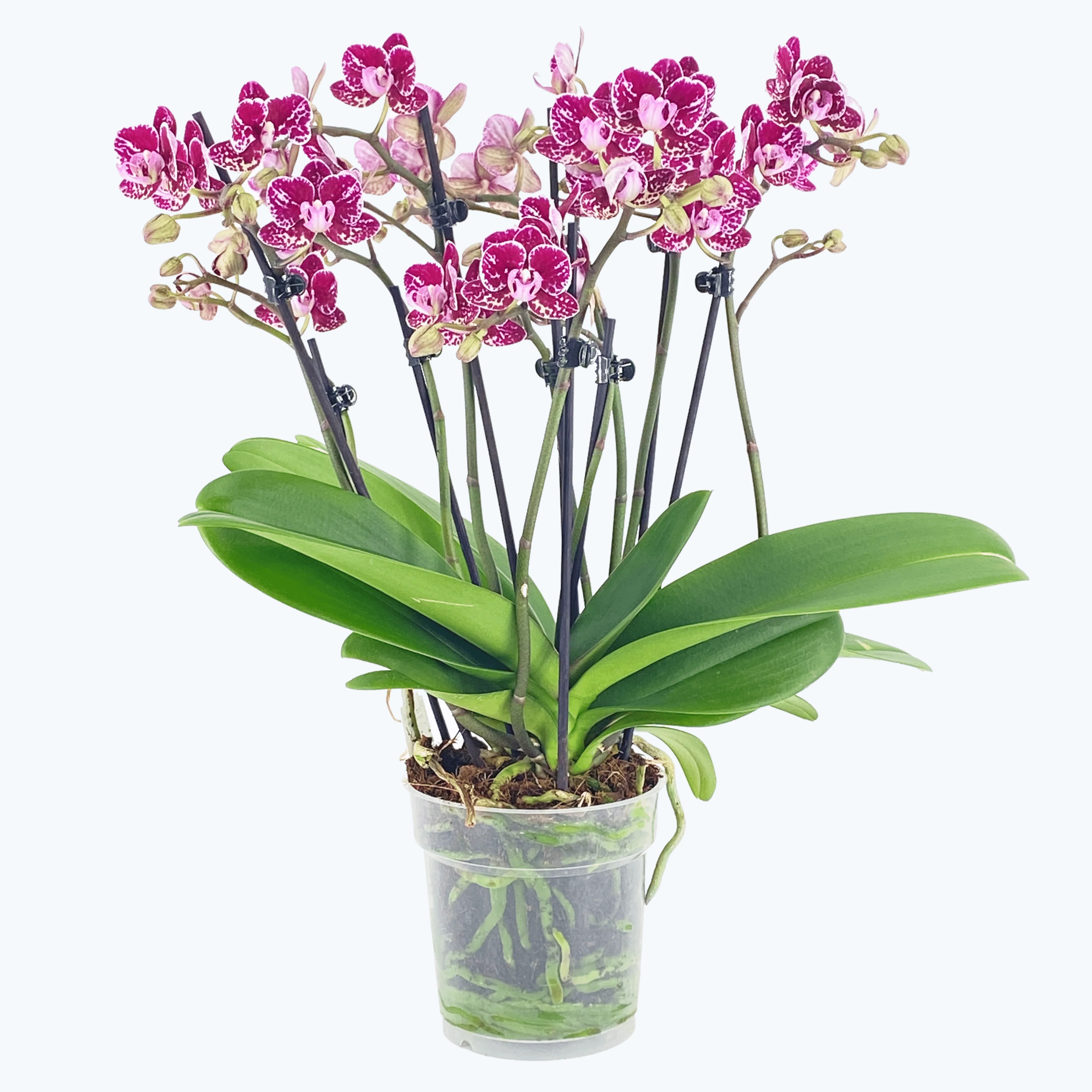 Große Two of Us Coco Purple Rain mit lila-gefleckten Blüten und 5+ Rispen Große Two of Us Coco Purple Rain mit lila-gefleckten Blüten und 5+ Rispen