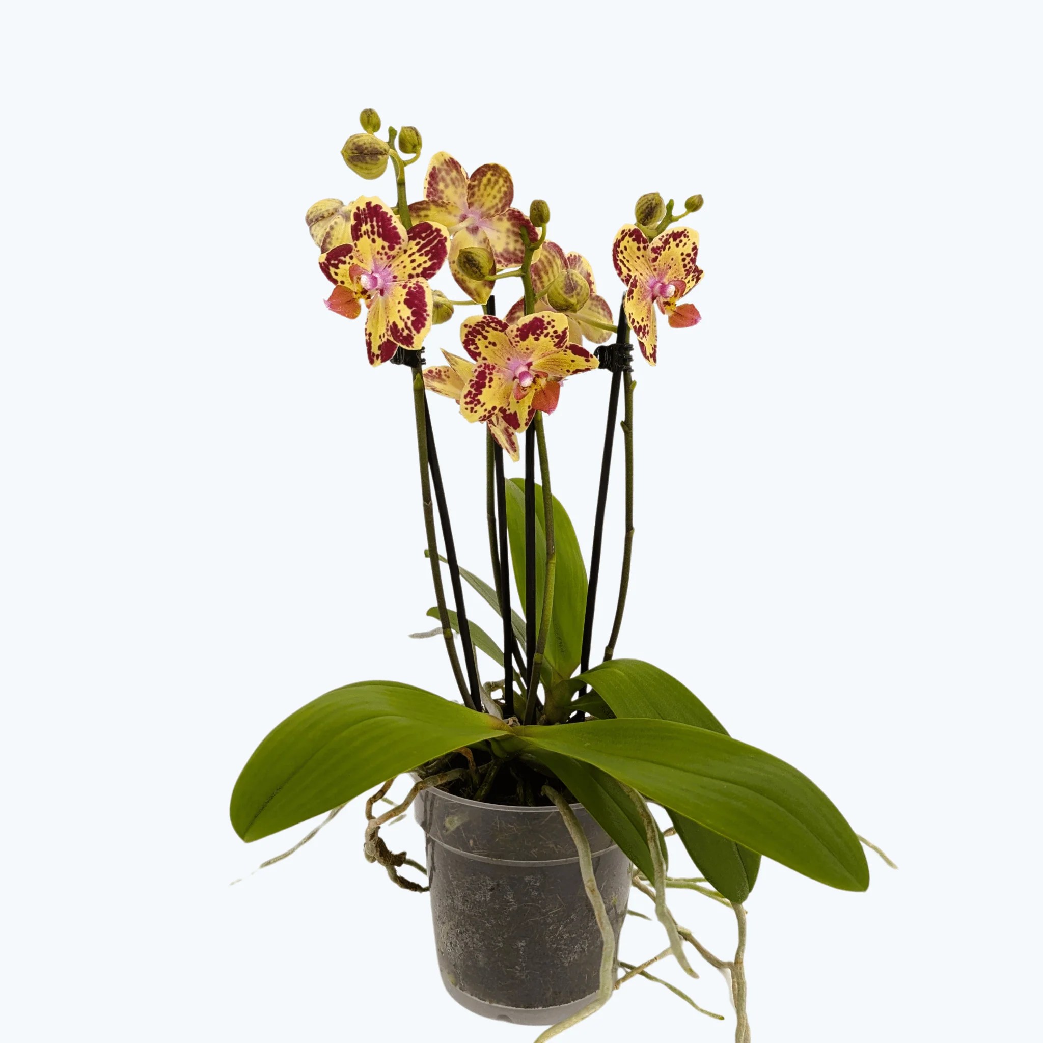 Große Two of Us Strawberry Cake mit gelb-rot gefleckten Blüten und 3 Rispen Große Two of Us Strawberry Cake mit gelb-rot gefleckten Blüten und 3 Rispen