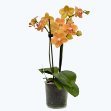 Table Dance Goldrush mit orange-gelben Blüten und 2 Rispen Table Dance Goldrush mit orange-gelben Blüten und 2 Rispen