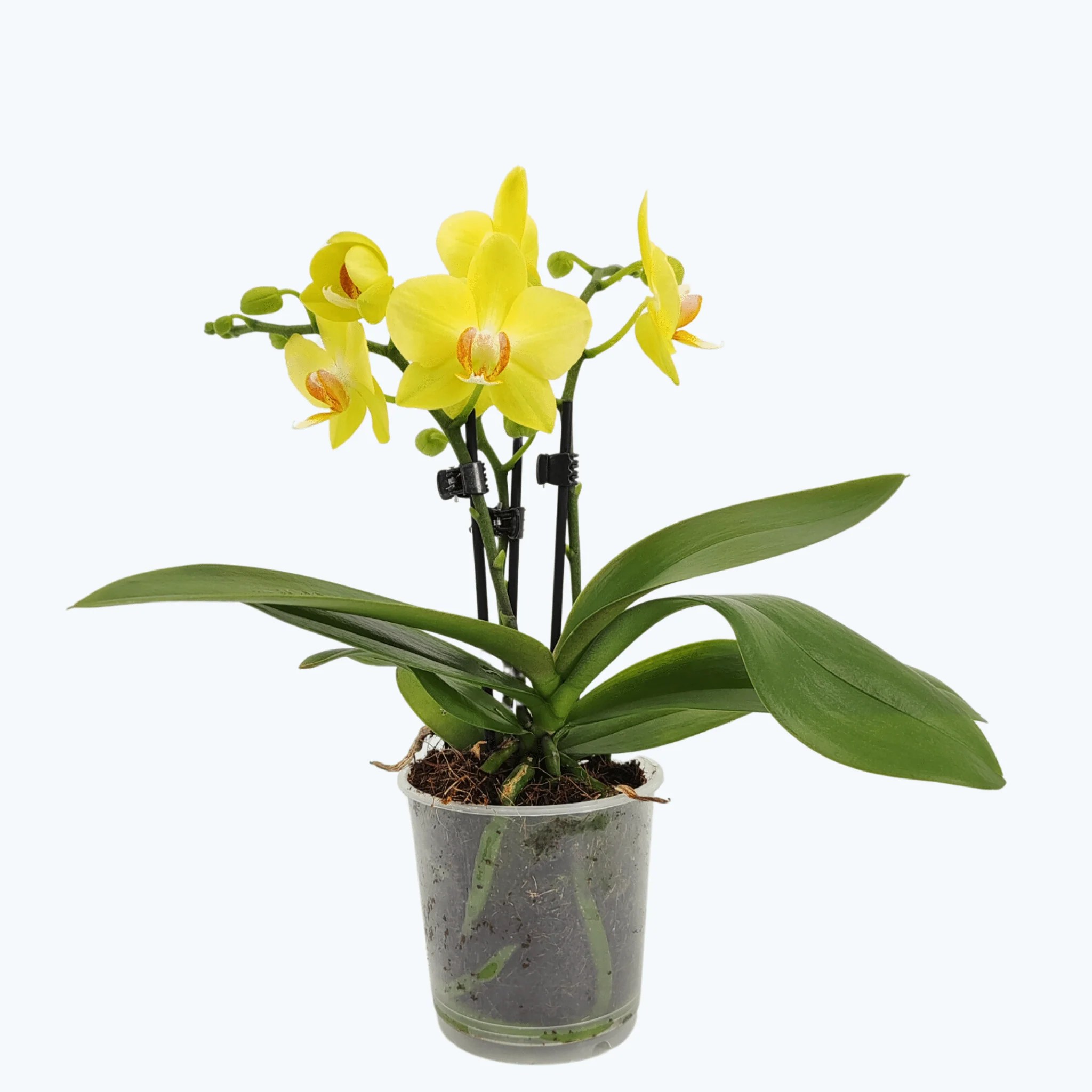 Table Dance Albenga mit gelben Blüten und 3 Rispen Table Dance Albenga mit gelben Blüten und 3 Rispen