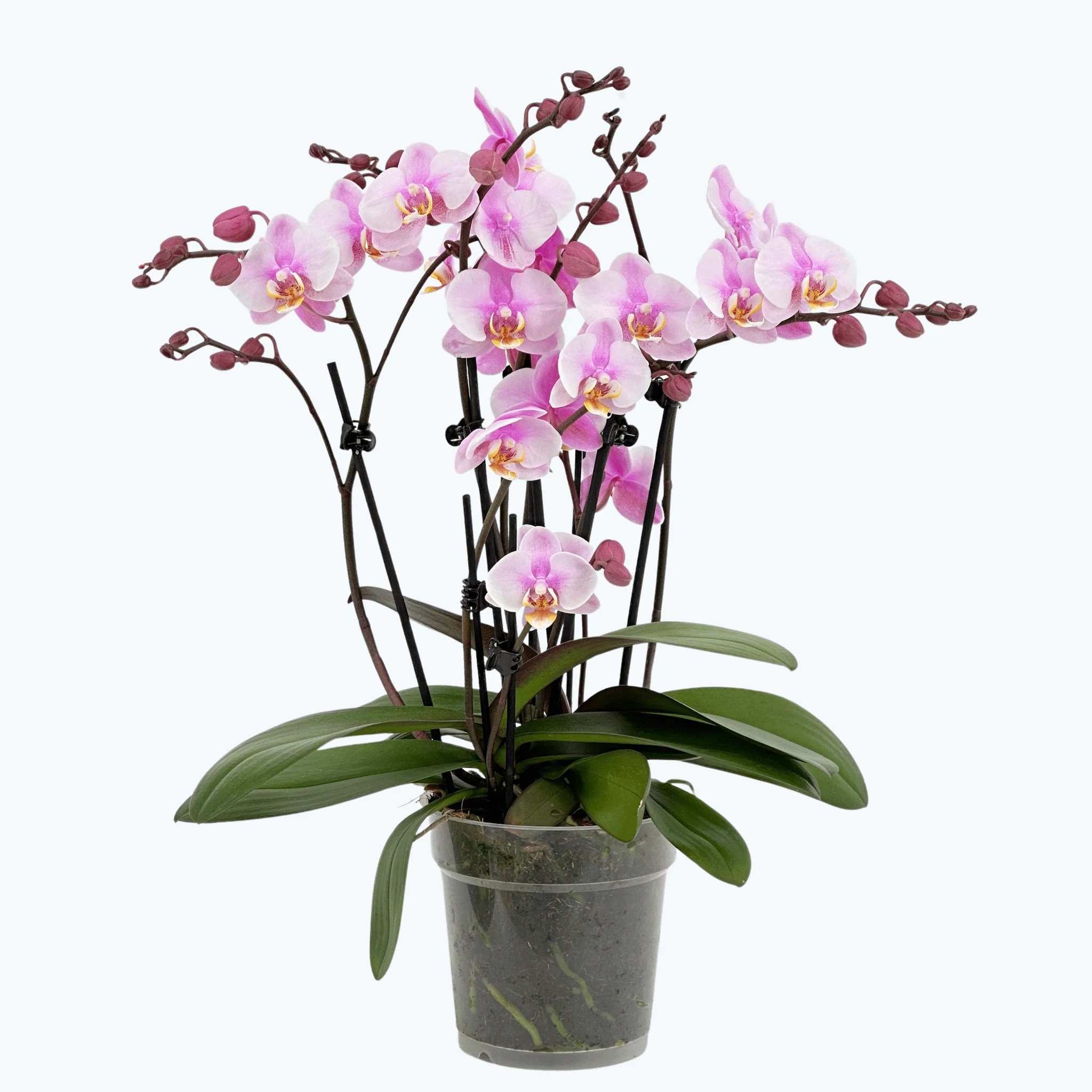 Große Two of Us Roskilde mit zartrosa Blüten und 7+ Rispen Große Two of Us Roskilde mit zartrosa Blüten und 7+ Rispen