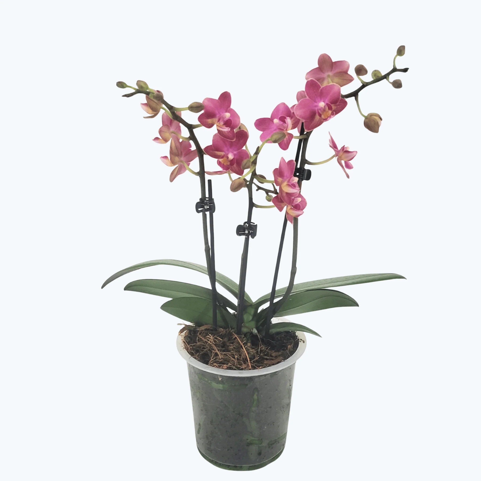 Duftorchidee Secret Fragrance mit rot-pinken Blüten und 3 Rispen im 12cm Topf Duftorchidee Secret Fragrance mit rot-pinken Blüten und 3 Rispen im 12cm Topf