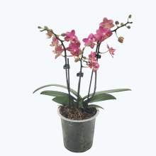 Duftorchidee Secret Fragrance mit rot-pinken Blüten und 3 Rispen im 12cm Topf Duftorchidee Secret Fragrance mit rot-pinken Blüten und 3 Rispen im 12cm Topf