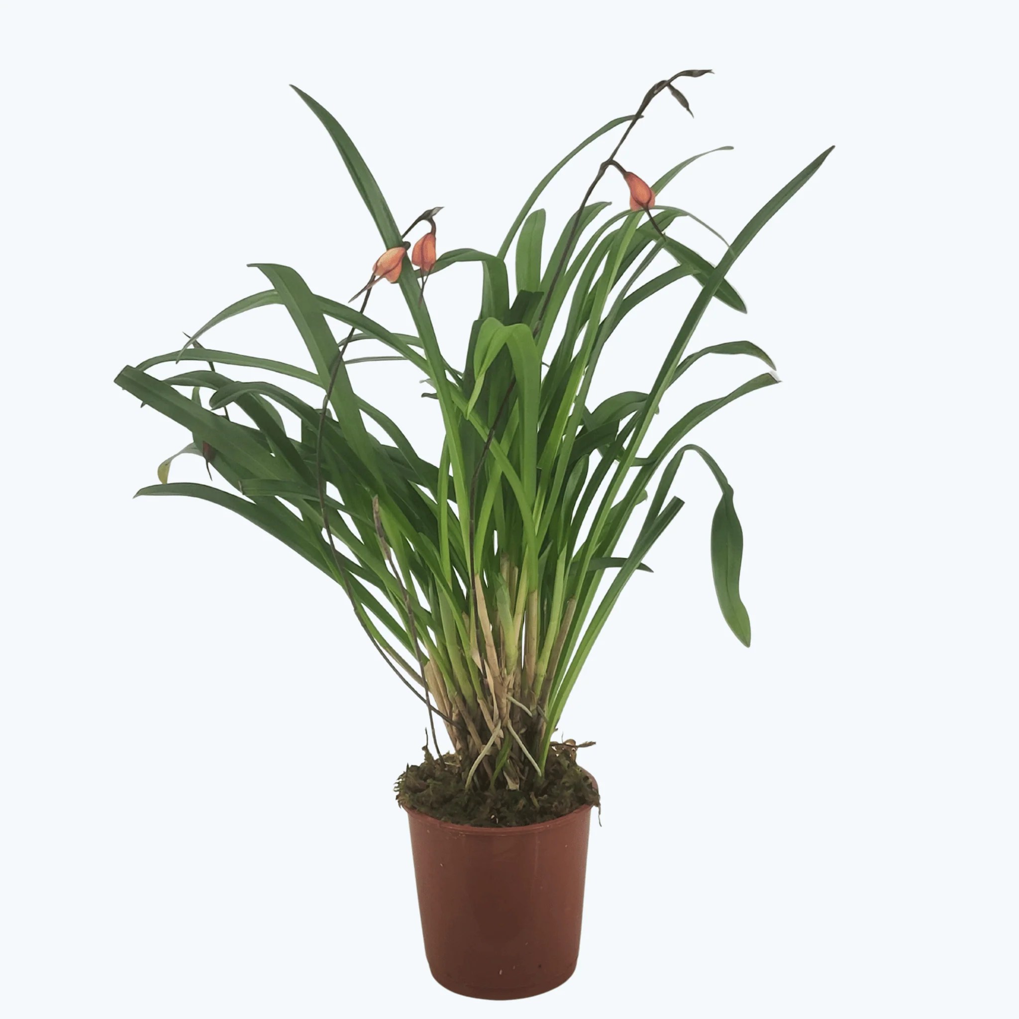 Dracula sodiroi im 9 cm Topf Dracula sodiroi im 9 cm Topf