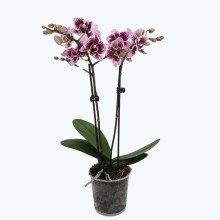 Table Dance Blueberry Stripes mit violett-gestreiften Blüten und 2 Rispen Table Dance Blueberry Stripes mit violett-gestreiften Blüten und 2 Rispen