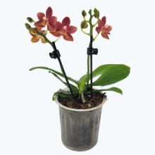 Duftorchidee Table Dance Citrin 8 mit orangen Blüten und 2 Rispen Duftorchidee Table Dance Citrin 8 mit orangen Blüten und 2 Rispen