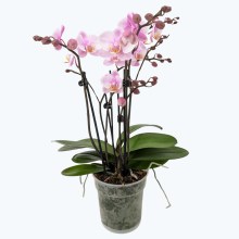 Große Two of Us Roskilde mit zartrosa Blüten und 4 Rispen Große Two of Us Roskilde mit zartrosa Blüten und 4 Rispen