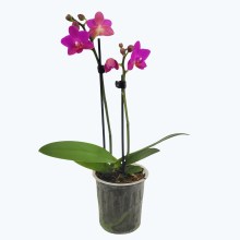 Table Dance Pink Flamingo mit pinken Blüten und 2 Rispen Table Dance Pink Flamingo mit pinken Blüten und 2 Rispen