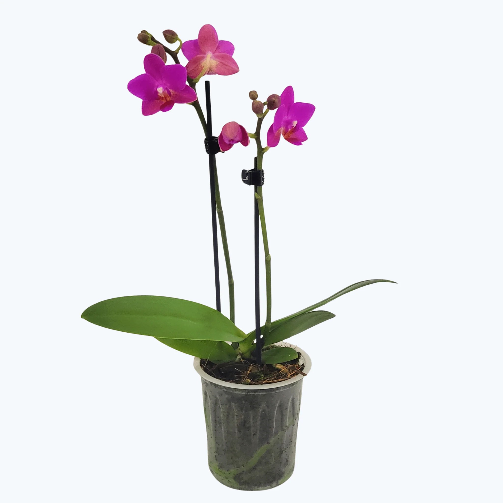 Table Dance Pink Flamingo mit pinken Blüten und 2 Rispen Table Dance Pink Flamingo mit pinken Blüten und 2 Rispen