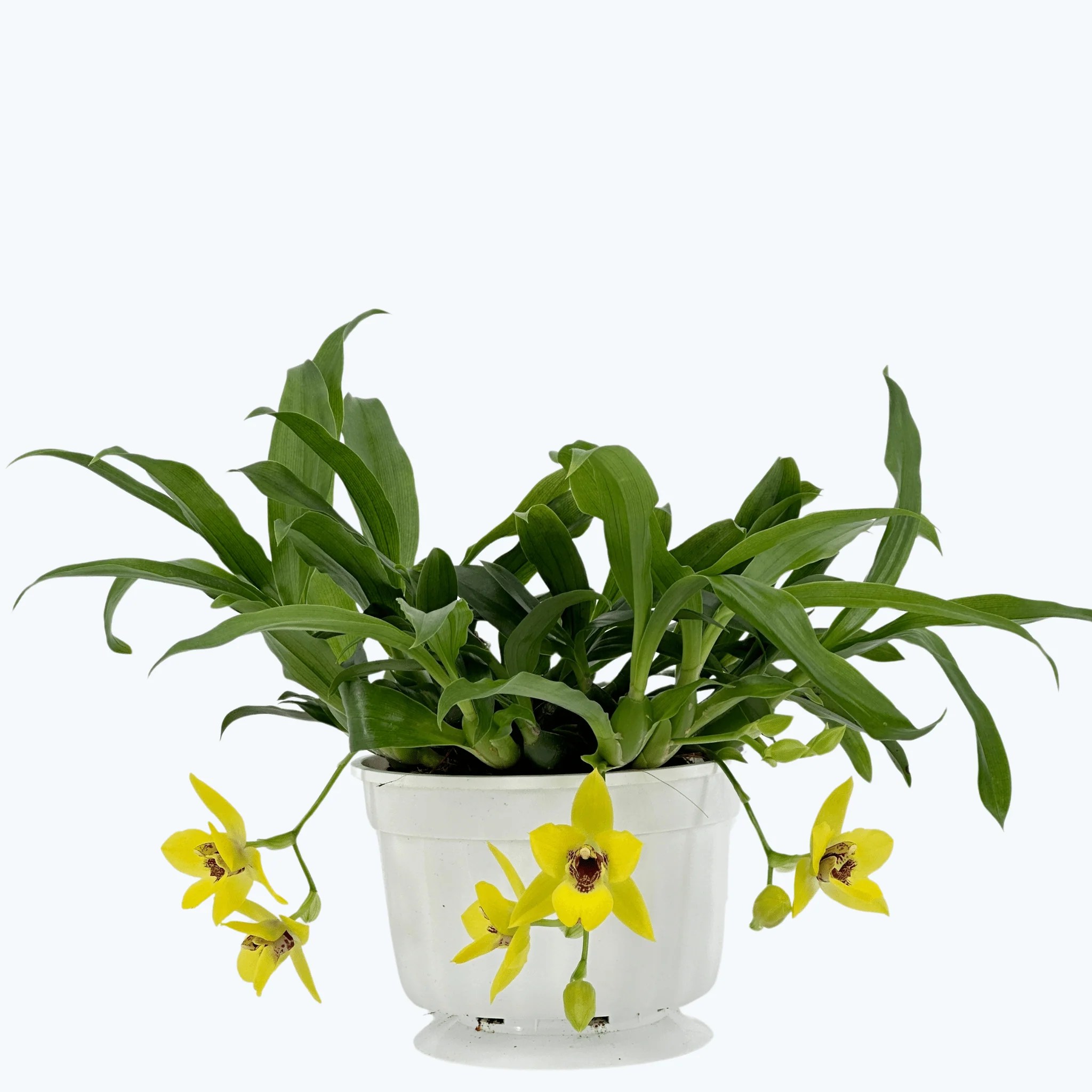 Propetalum Akka mit 3+ Rispen und gelben Blüten im Ampeltopf Propetalum Akka mit 3+ Rispen und gelben Blüten im Ampeltopf