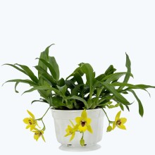 Propetalum Akka mit 3+ Rispen und gelben Blüten im Ampeltopf Propetalum Akka mit 3+ Rispen und gelben Blüten im Ampeltopf