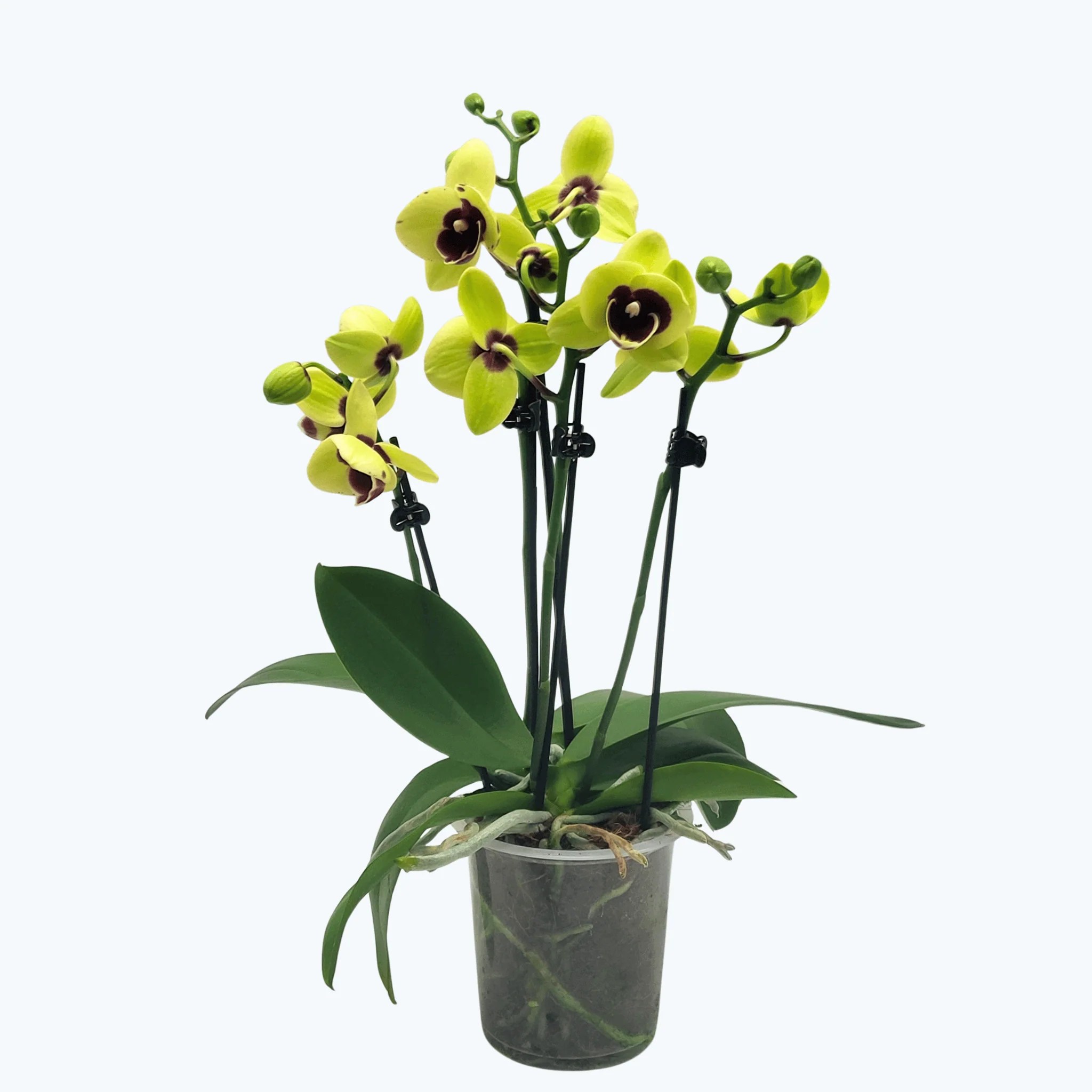 Große Two of Us Talking Drum mit gelb-violetten Blüten und 3+ Rispen Große Two of Us Talking Drum mit gelb-violetten Blüten und 3+ Rispen