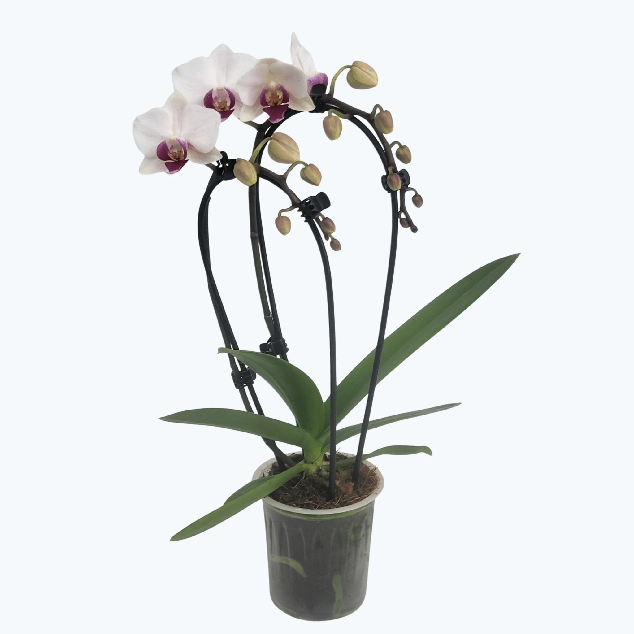 Table Dance Wasserfall Weiß mit roter Lippe und 2 Rispen Table Dance Wasserfall Weiß mit roter Lippe und 2 Rispen