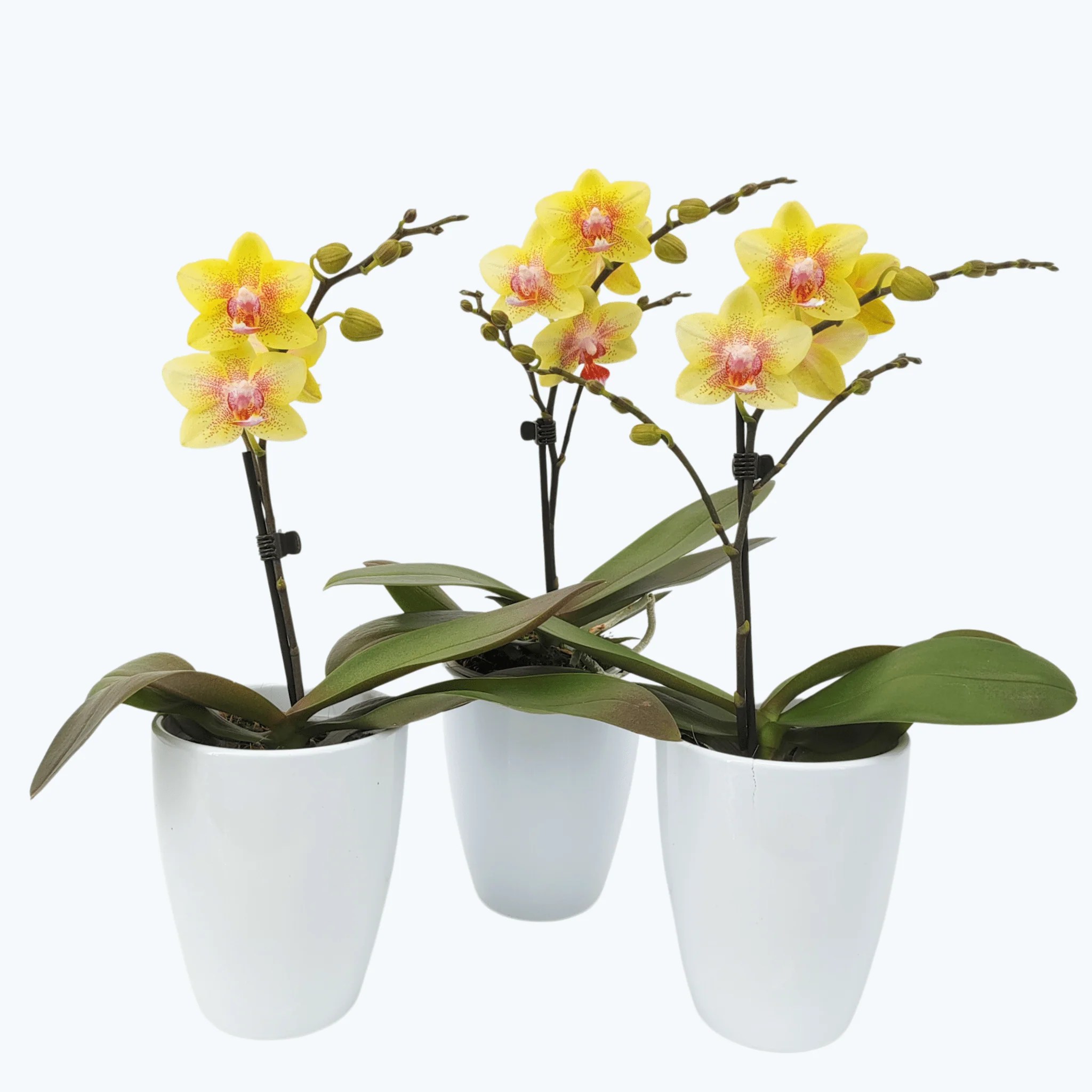 Table Dance Pereira mit gelben Blüten im 3er Set mit 1 Rispe inkl. Keramik Table Dance Pereira mit gelben Blüten im 3er Set mit 1 Rispe inkl. Keramik