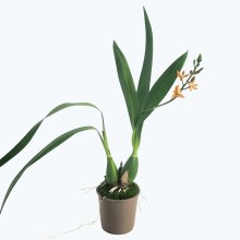 Encyclia vitellina x maculosa mit orangen Blüten und 1+ Rispen Encyclia vitellina x maculosa mit orangen Blüten und 1+ Rispen