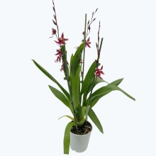 Cambria Barrocco Red mit 4+ Rispen im 12cm Topf Cambria Barrocco Red mit 4+ Rispen im 12cm Topf