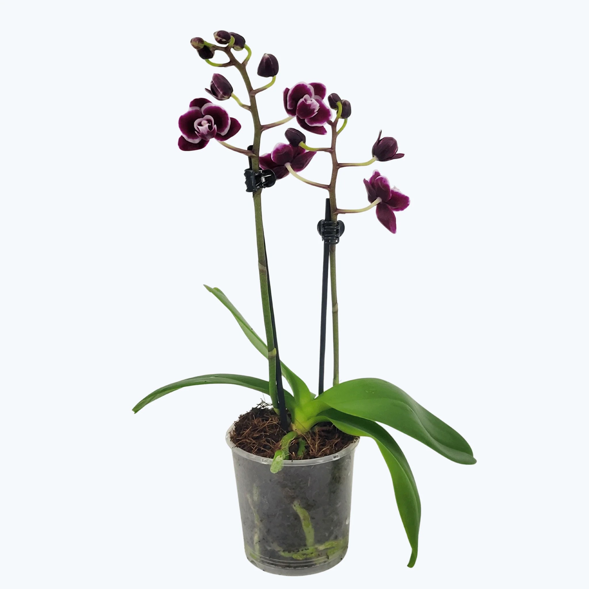 Table Dance Dija mit schwarz-roten Blüten und 2 Rispen Table Dance Dija mit schwarz-roten Blüten und 2 Rispen