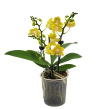 Table Dance Lumina mit Sonnengelben Blüten und 3 Rispen Table Dance Lumina mit Sonnengelben Blüten und 3 Rispen