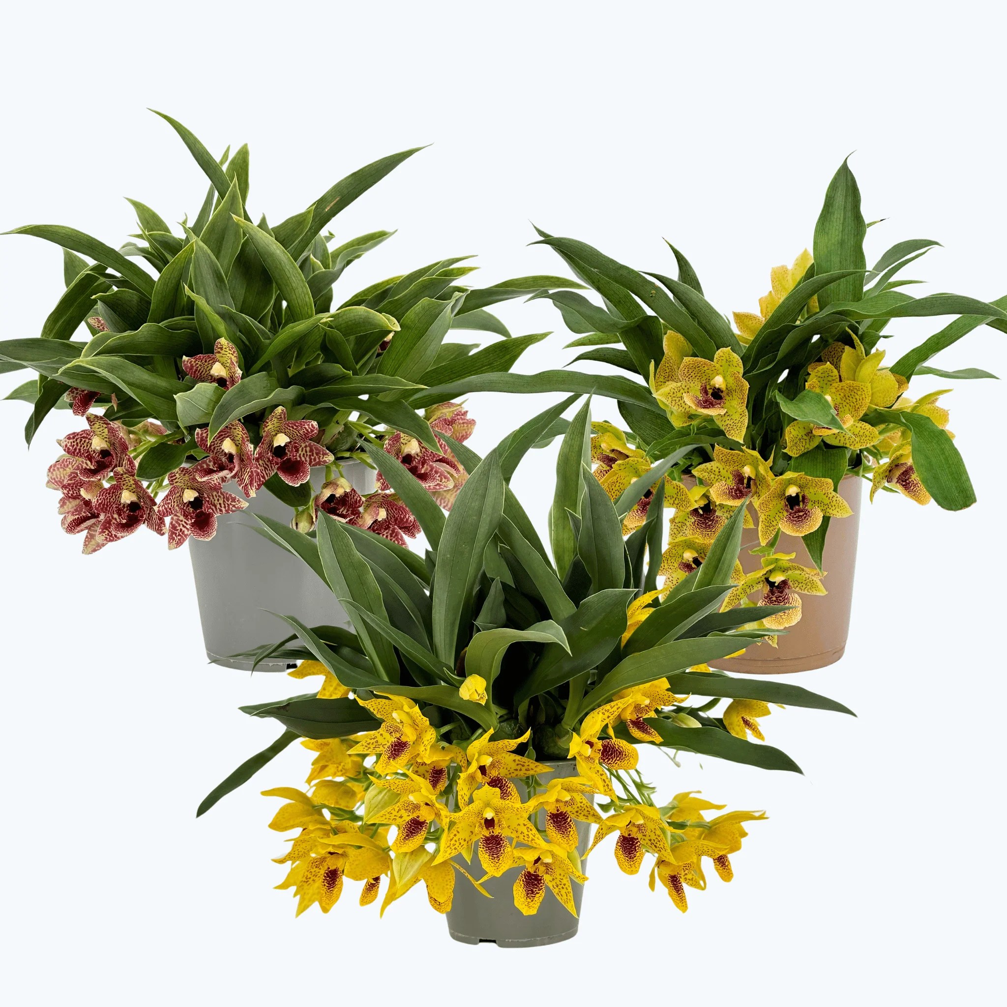 Promenaea Sunlight im 3er Set Promenaea Sunlight im 3er Set