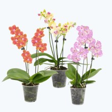 Table Dance Farbmix im 3er Set mit 3 Rispen Table Dance Farbmix im 3er Set mit 3 Rispen