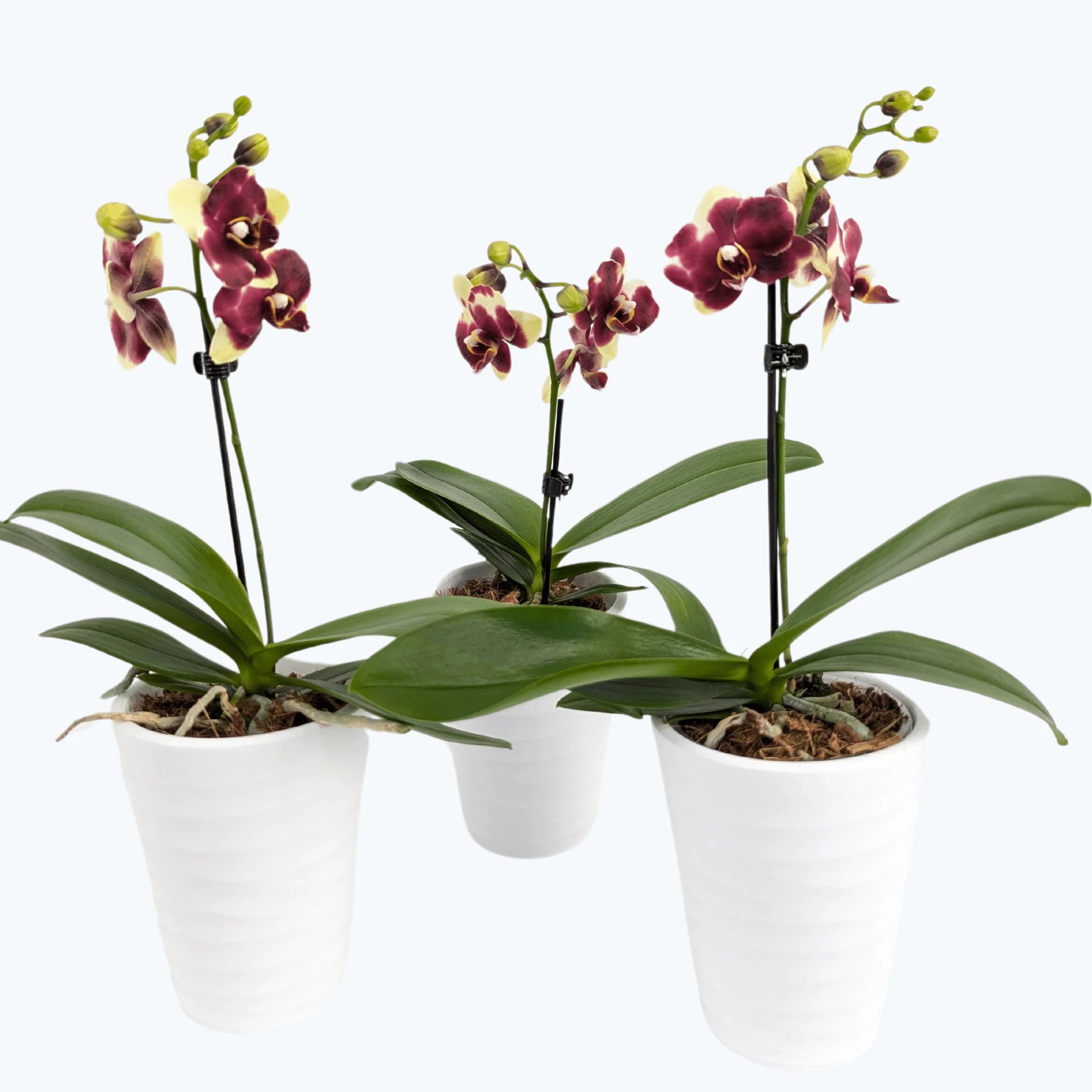 Table Dance Donauwelle, gelb-braun, im 3er Set mit 1 Rispe inkl. Keramik Table Dance Donauwelle, gelb-braun, im 3er Set mit 1 Rispe inkl. Keramik