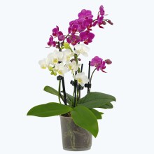 Cocktail Orchidee mit violett-weißen Blüten und 5+ Rispen Cocktail Orchidee mit violett-weißen Blüten und 5+ Rispen