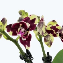 Pelorische Orchidee Table Dance Tristar Peoker mit gelb-braunen Blüten und 3 Rispen Pelorische Orchidee Table Dance Tristar Peoker mit gelb-braunen Blüten und 3 Rispen