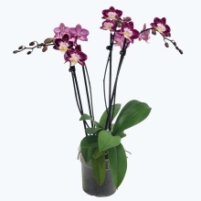 Große Two of Us Nicole Unique mit lila-weißen Blüten und 4 Rispen Große Two of Us Nicole Unique mit lila-weißen Blüten und 4 Rispen